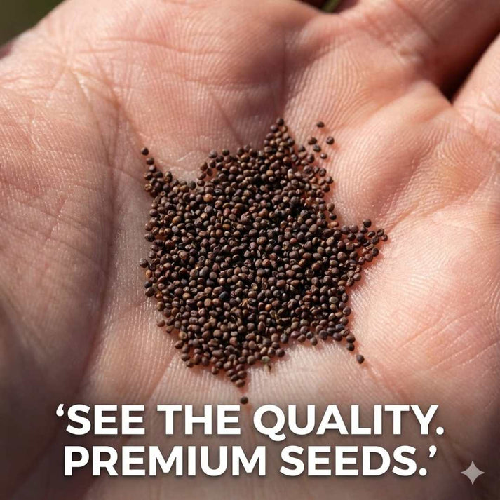GIANT BLUEBERRY SUPERFOOD SEED