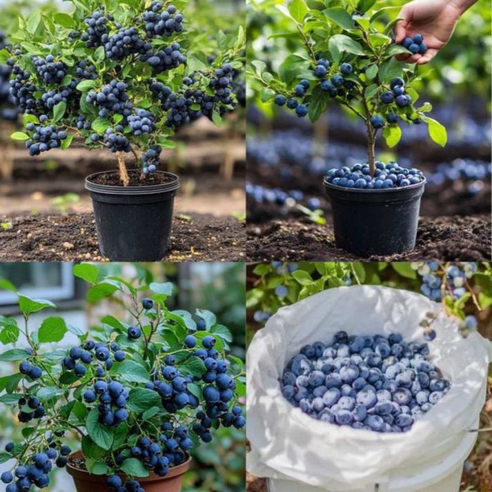 GIANT BLUEBERRY SUPERFOOD SEED