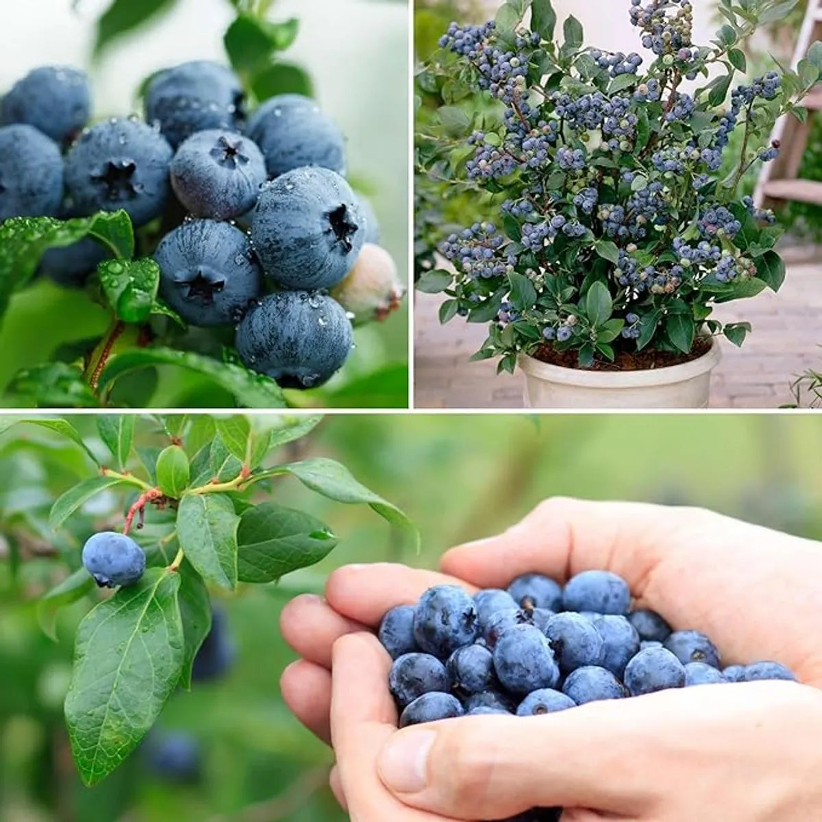 GIANT BLUEBERRY SUPERFOOD SEED