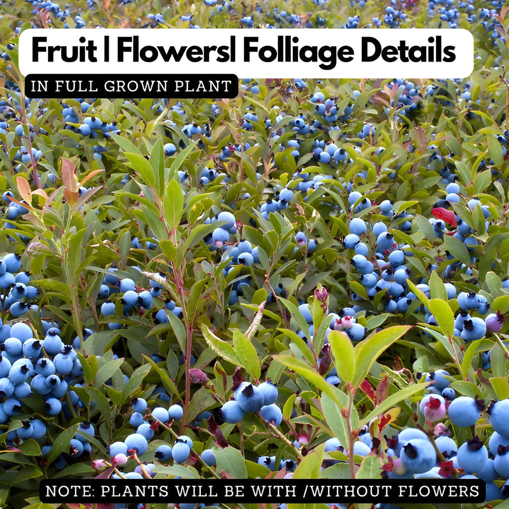 GIANT BLUEBERRY SUPERFOOD SEED
