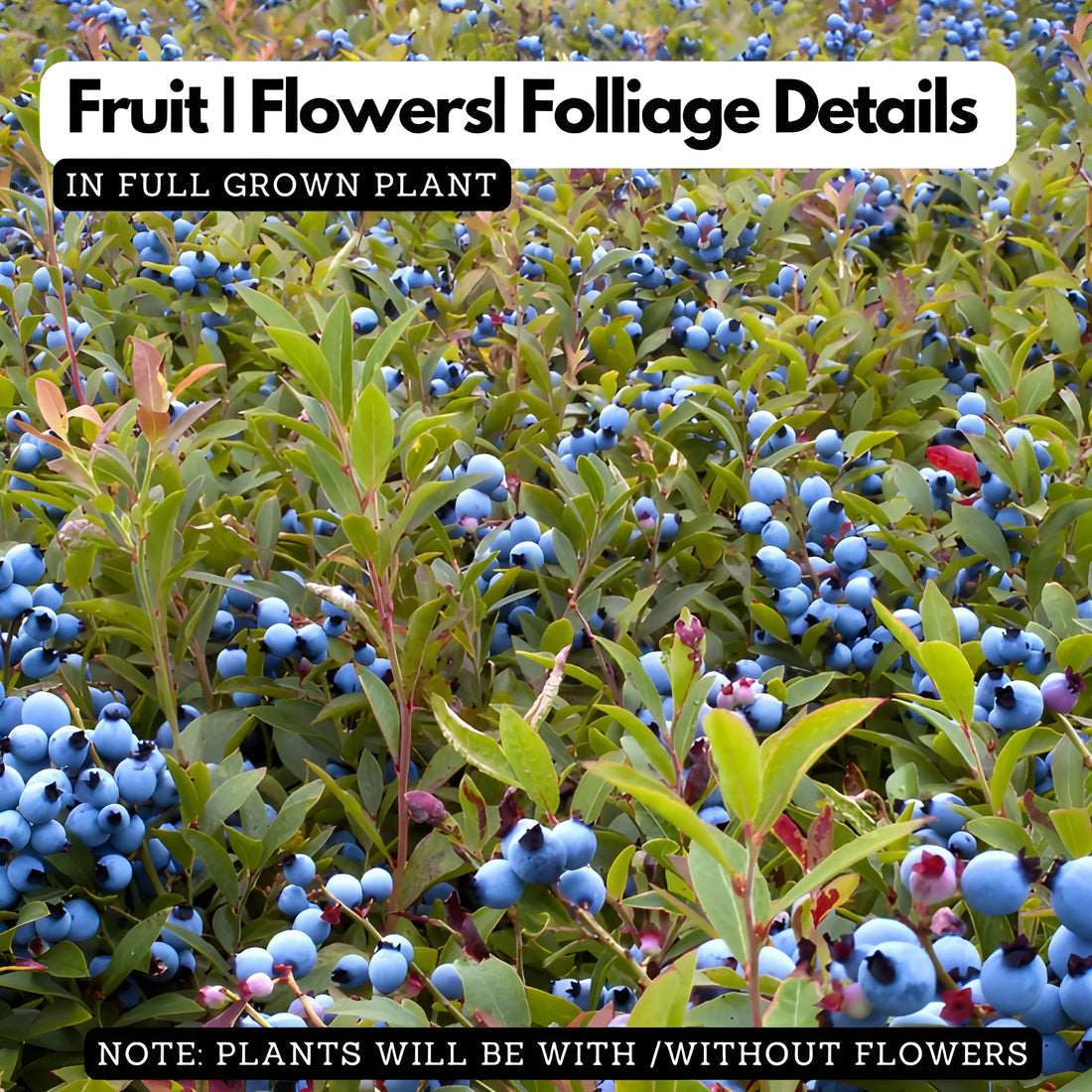GIANT BLUEBERRY SUPERFOOD SEED