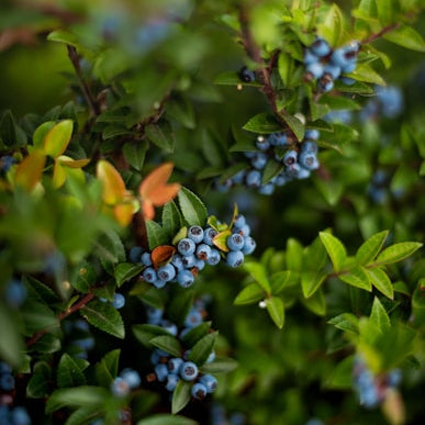 GIANT BLUEBERRY SUPERFOOD SEED